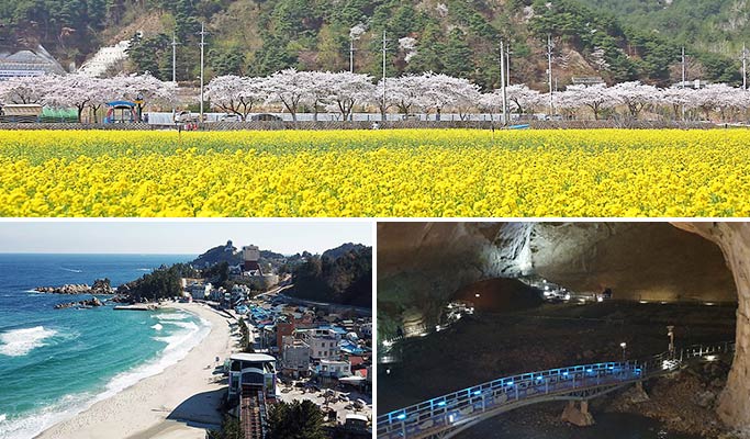 Spring Special: Samcheok Ocean Rail Bike + Cherry Blossom & Canola Flower Festival 1 Day Tour - from Seoul (Mar 26~Apr 30)
