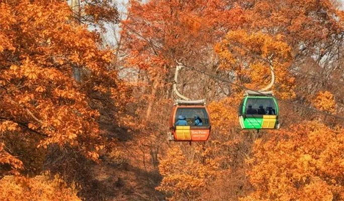 Balwangsan Cable Car (+ Woljeongsa Temple/ Samyang Ranch) 1 Day Tour - from Seoul (Oct 12~Feb 28)