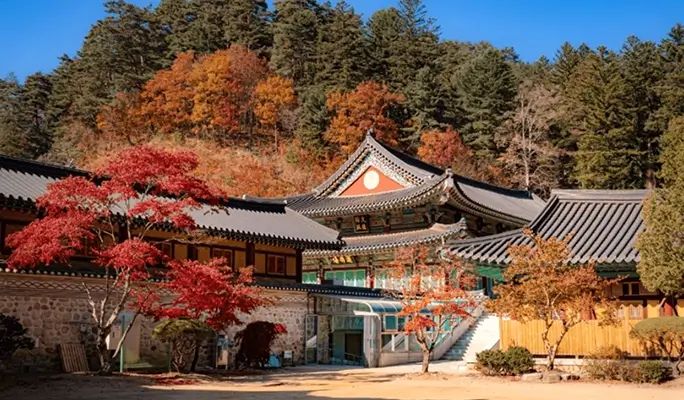Balwangsan Cable Car (+ Woljeongsa Temple/ Samyang Ranch) 1 Day Tour - from Seoul (Oct 12~Feb 28)