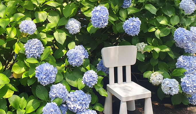 Jeju Sanghyowon Botanical Garden Discount Ticket