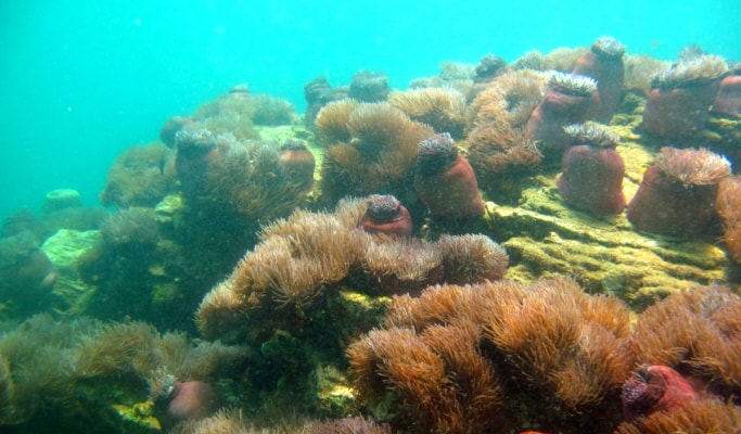 Pattaya Daily Scuba Diving Tour (Licensed Divers Only)