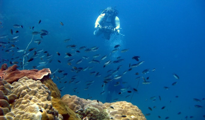 Pattaya Daily Scuba Diving Tour (Licensed Divers Only)