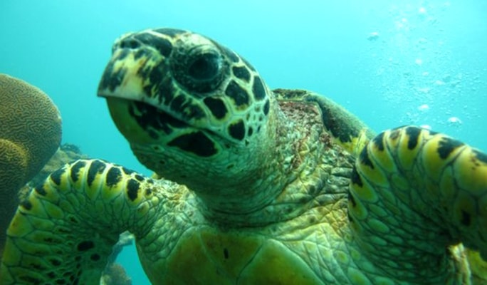 Pattaya Snorkeling & Discover Scuba Diving 1 Day Tour (No License Needed)
