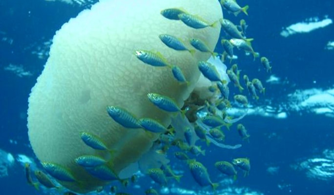 Pattaya Snorkeling & Discover Scuba Diving 1 Day Tour (No License Needed)