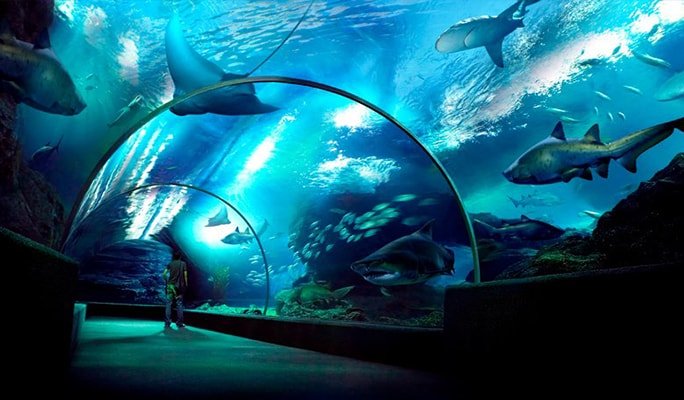 Hasil gambar untuk Sea Life Bangkok Ocean World