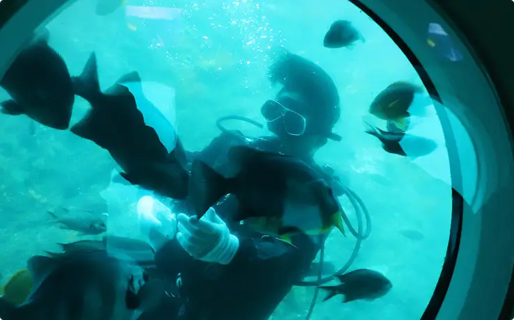A diver performs a fish-feeding show underwater, surrounded by schools of fish near the submarine.