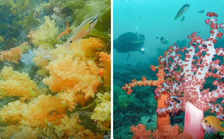 A lively underwater view of Munseom Island's coral reef, teeming with tropical fish and marine life.