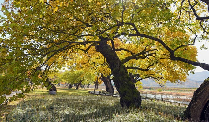 Gyeongbuk Seongju Lake & Seongbak Forest Healing Tour from Daegu