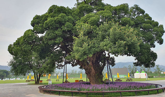 Gyeongbuk Seongju Lake & Seongbak Forest Healing Tour from Daegu