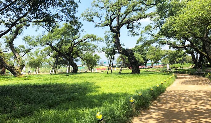 Gyeongbuk Seongju Lake & Seongbak Forest Healing Tour from Daegu