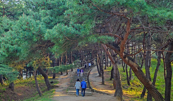 Gyeongbuk Seongju Nature-Healing Private Tour (Korean Melon Picking & Forest) from Daegu/Busan