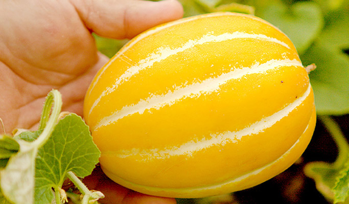 Gyeongbuk Seongju Nature-Healing Private Tour (Korean Melon Picking & Forest) from Daegu/Busan