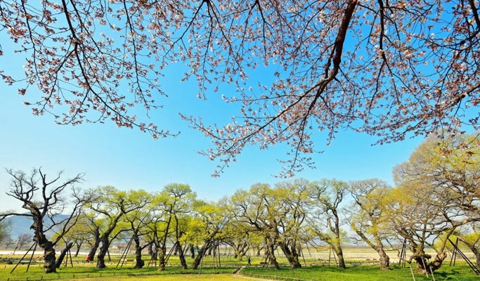 Gyeongbuk Seongju Nature-Healing Private Tour (Korean Melon Picking & Forest) from Daegu/Busan