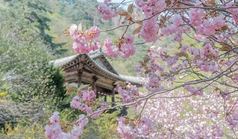 Seoraksan National Park (+ Autumn Flower Festival/ Spring Cherry Blossom Lakeside) 1 Day Tour - from Seoul - view 1