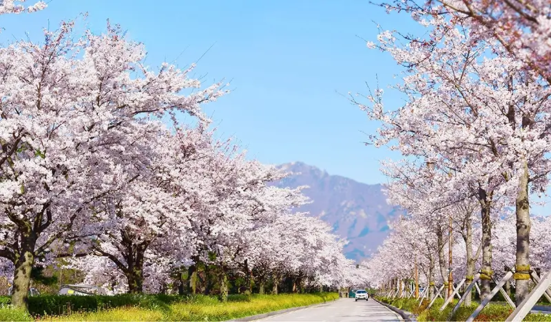 Seoraksan National Park (+ Autumn Flower Festival/ Spring Cherry Blossom Lakeside) 1 Day Tour - from Seoul - view 2