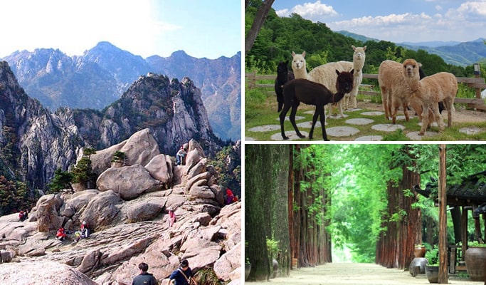 Seoraksan National Park + Alpaca World + Nami Island 1 Day Tour