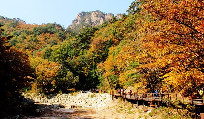 [Autumn Foliage] Private Tour to Nami Island, Suwon, Seoraksan, Naejangsan or Daedunsan National Park - from Seoul (Oct 15~Nov 21)