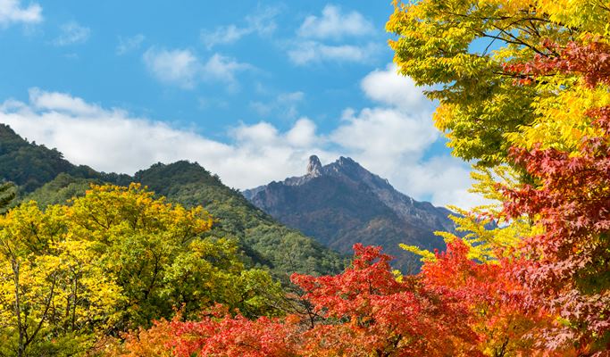 [Autumn Foliage] Private Tour to Nami Island, Suwon, Seoraksan, Naejangsan or Daedunsan National Park - from Seoul (Oct 15~Nov 21)