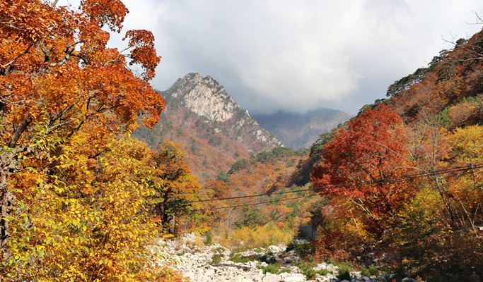 [Autumn Foliage] Private Tour to Nami Island, Suwon, Seoraksan, Naejangsan or Daedunsan National Park - from Seoul (Oct 15~Nov 21)