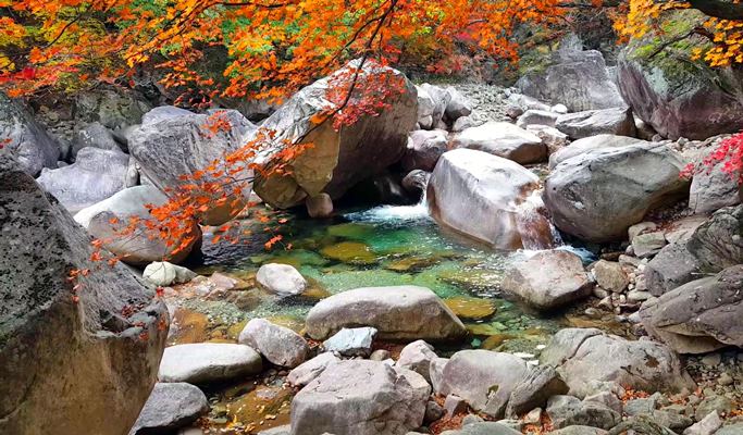 [Autumn Foliage] Private Tour to Nami Island, Suwon, Seoraksan, Naejangsan or Daedunsan National Park - from Seoul (Oct 15~Nov 21)
