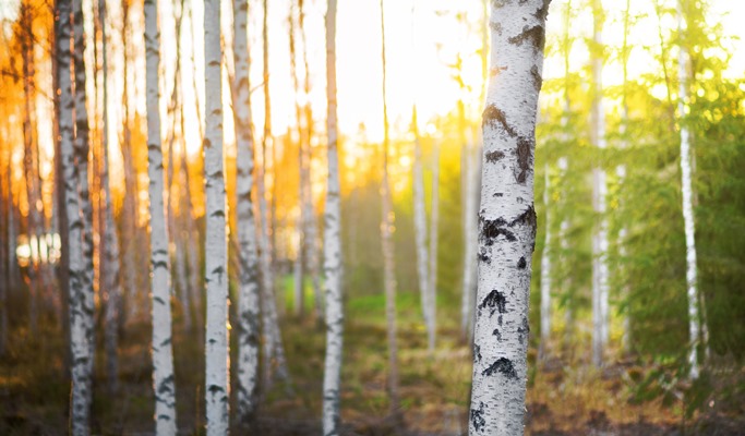 Seoraksan National Park Autumn/Fall Foliage & Birch Tree Forest 1 Day Tour - from Seoul (Oct 12~Nov 2)