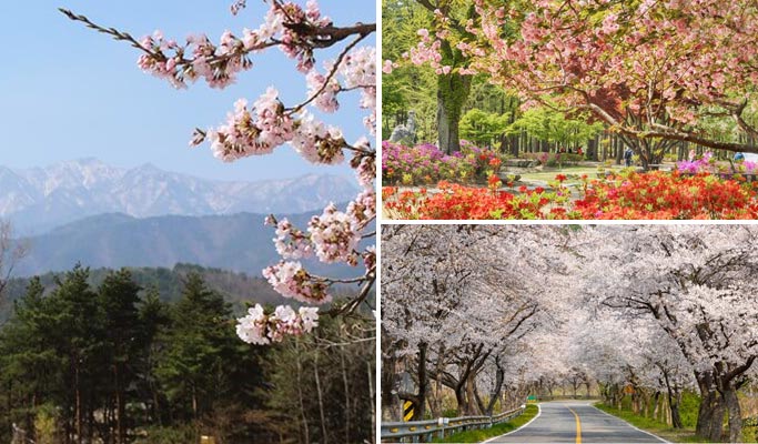 Spring Special: Seoraksan + Nami Island + Cherry Blossom 1 Day Tour - from Seoul (Apr 1~26)