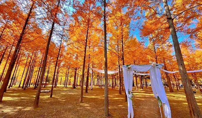 Seoraksan and Nami Island (+ Eobi Ice Valley) 1 Day Tour - from Seoul (Sept 16~Feb 28)