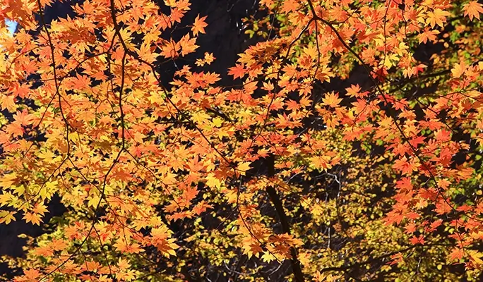 Seoraksan and Nami Island (+ Eobi Ice Valley) 1 Day Tour - from Seoul (Sept 16~Feb 28)