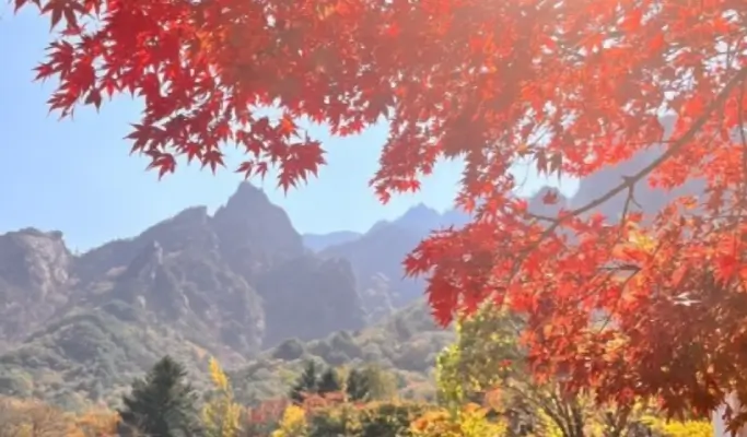 [Autumn Foliage] Naejangsan/ Seoraksan National Park 1 Day Tour from Seoul (Oct 15~Nov 20)