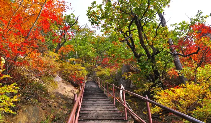[Autumn Foliage] Naejangsan/ Seoraksan National Park 1 Day Tour from Seoul (Oct 15~Nov 20)