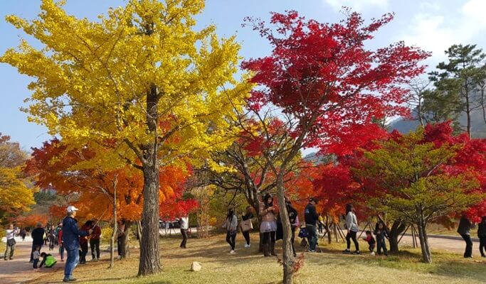 [Glocal] Fall Foliage Special: Seoraksan & East Sea Tour From Seoul (~Oct 31)