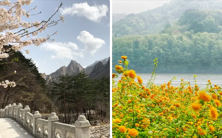 Cherry blossoms at Seoraksan National Park on the left, spring flowers at Nami Island on the right
