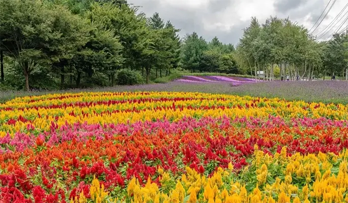 Seoraksan National Park (+ Autumn Flower Festival/ Spring Cherry Blossom Lakeside) 1 Day Tour - from Seoul