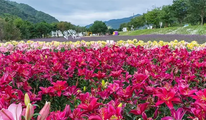 Seoraksan National Park (+ Autumn Flower Festival/ Spring Cherry Blossom Lakeside) 1 Day Tour - from Seoul