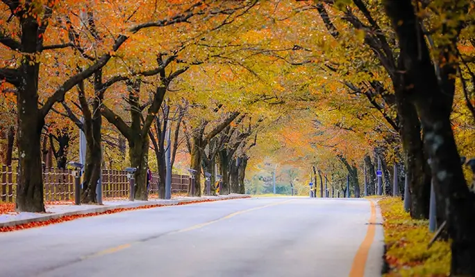 Seoraksan National Park (+ Autumn Flower Festival/ Spring Cherry Blossom Lakeside) 1 Day Tour - from Seoul