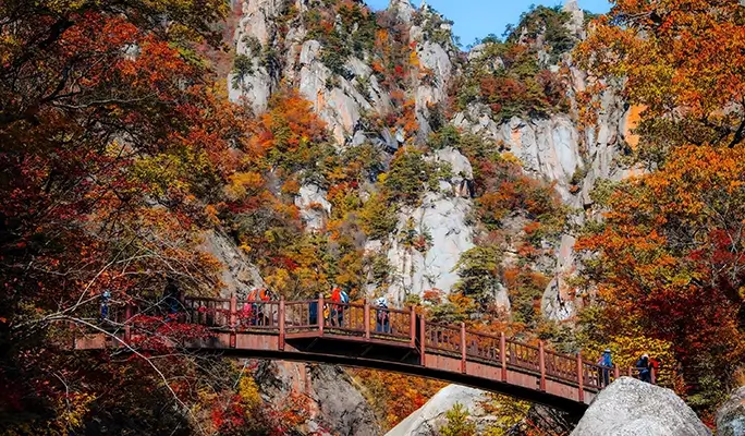 Seoraksan National Park (+ Autumn Flower Festival/ Spring Cherry Blossom Lakeside) 1 Day Tour - from Seoul