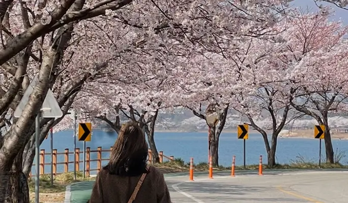 Seoraksan National Park (+ Autumn Flower Festival/ Spring Cherry Blossom Lakeside) 1 Day Tour - from Seoul