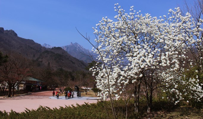 Seoraksan National Park Hiking Tour (Private/Join-in)