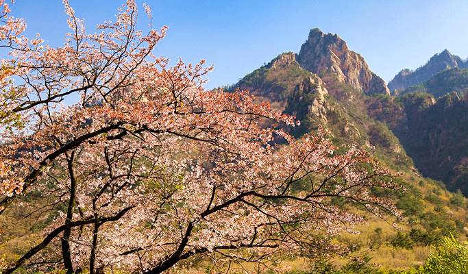 Spring Special: Seoraksan National Park + Lake Cherry Blossom 1 Day Tour - from Seoul (Apr 8~11)