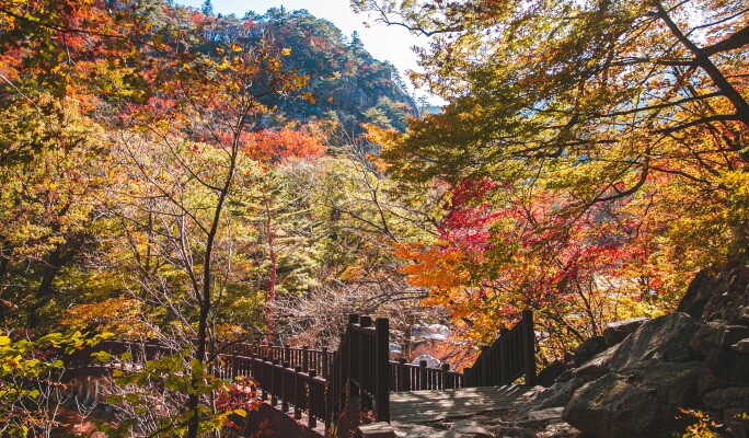 雪嶽山國家公園私人旅遊（+ 南怡島/洛山寺/大關嶺羊群牧場/束草觀光水產市場）