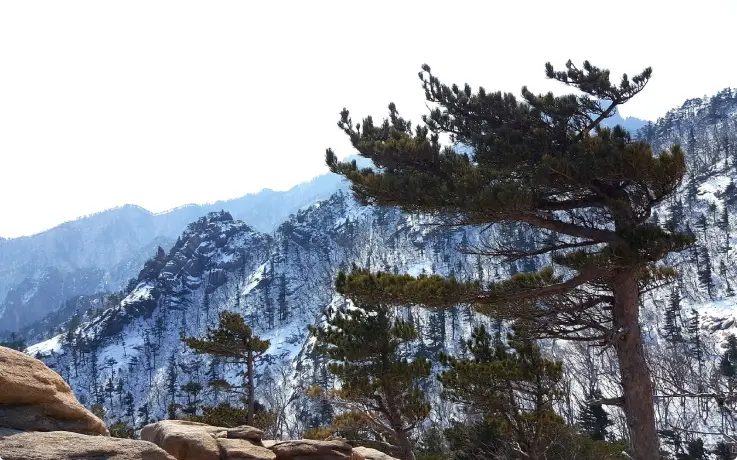 Seoraksan Mountain's winter scenery with frost-covered peaks.
