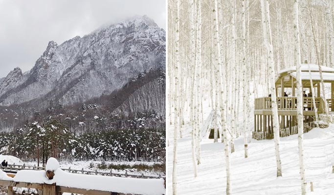 雪嶽山國立公園 + 院岱里白樺林 1 日遊 - 首爾出發