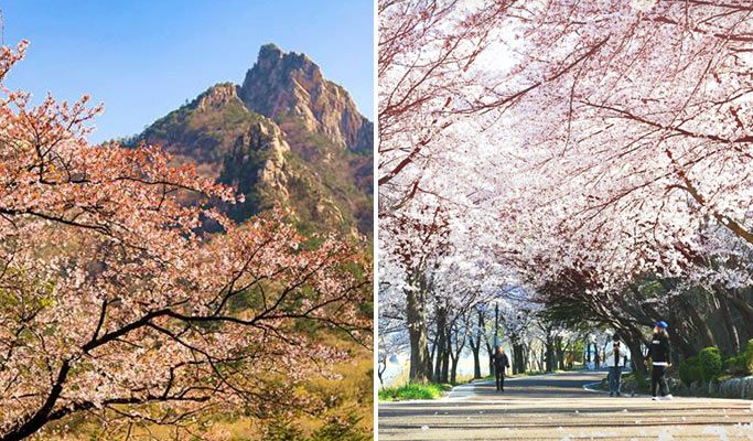 Spring Special: Seoraksan National Park + Lake Cherry Blossom 1 Day Tour - from Seoul (Apr 8~11)