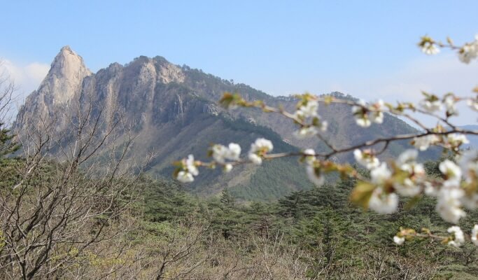 Seoraksan National Park & Daegwallyeong Sheep Farm/Sokcho Tourist & Fishery Market 1 Day Tour (Tue & Thu)
