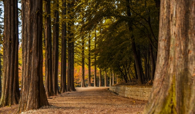 ソウルの森＋仁川大公園＋ハヌル公園 秋・紅葉1日ツアー ：ソウル発 (10月21日~11月15日)