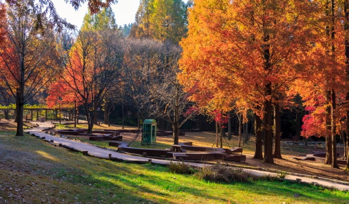 ソウルの森＋仁川大公園＋ハヌル公園 秋・紅葉1日ツアー ：ソウル発 (10月21日~11月15日)