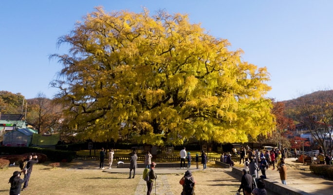 ソウルの森＋仁川大公園＋ハヌル公園 秋・紅葉1日ツアー ：ソウル発 (10月21日~11月15日)