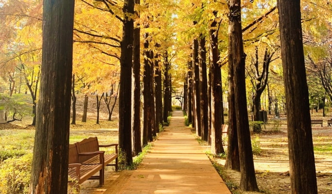 ソウルの森＋仁川大公園＋ハヌル公園 秋・紅葉1日ツアー ：ソウル発 (10月21日~11月15日)