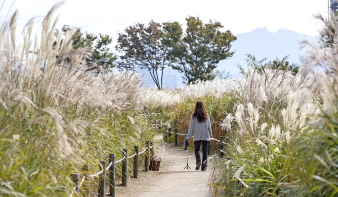 ソウルの森＋仁川大公園＋ハヌル公園 秋・紅葉1日ツアー ：ソウル発 (10月21日~11月15日)