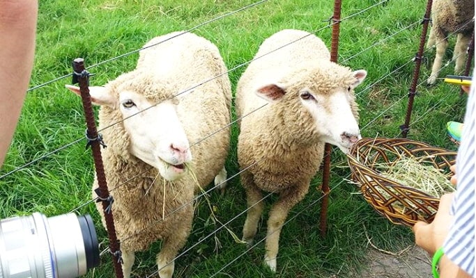 Daegwallyeong Sheep Farm + Bongpyeong Herbnara Farm 1 Day Tour